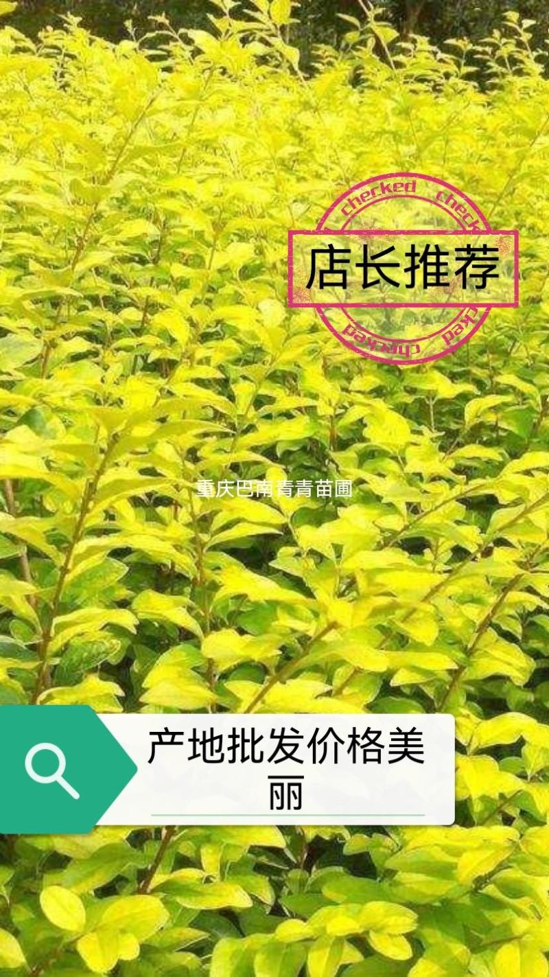 重庆巴南区苗圃金叶女贞年产量大价格美丽质量好