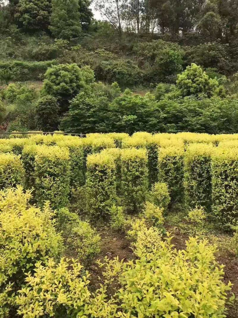 重庆巴南区苗圃金叶女贞年产量大价格美丽质量好