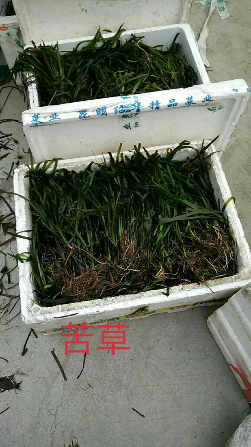 苦草大量现货，质优价廉，可全国发货，欢迎大量采购。