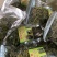 化石草