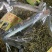 化石草