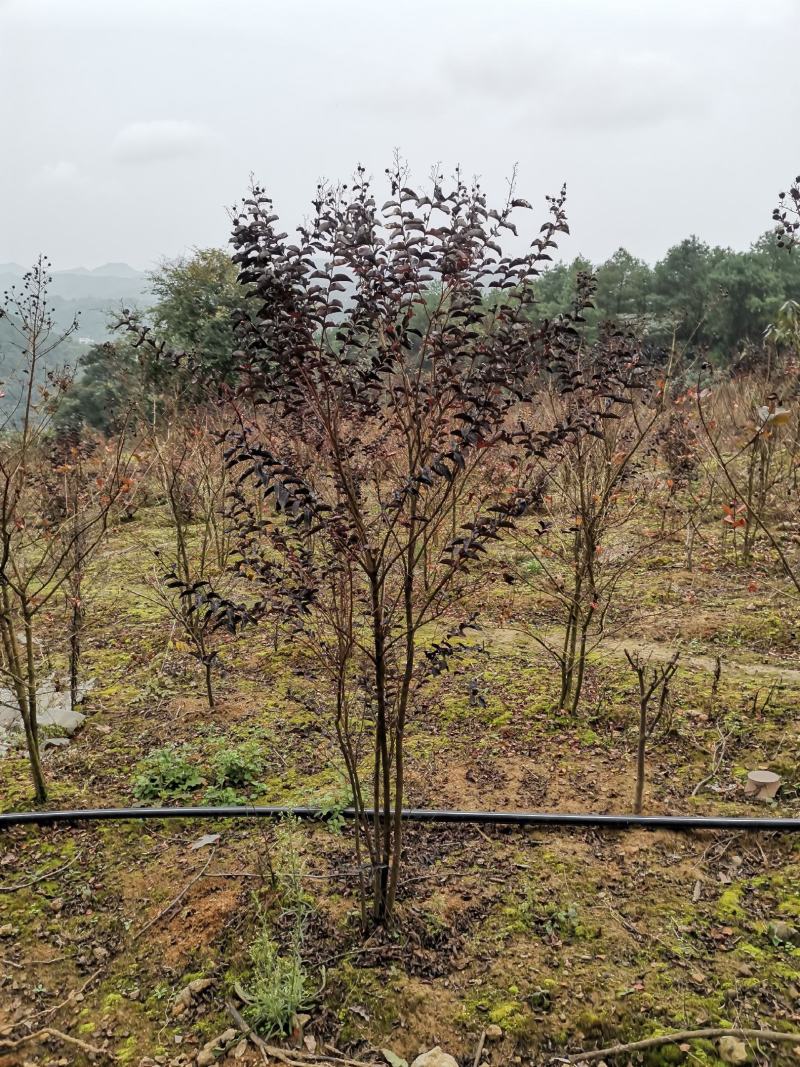 重庆巴南区茶梅基地地苗大量批发价格美丽诚信经营
