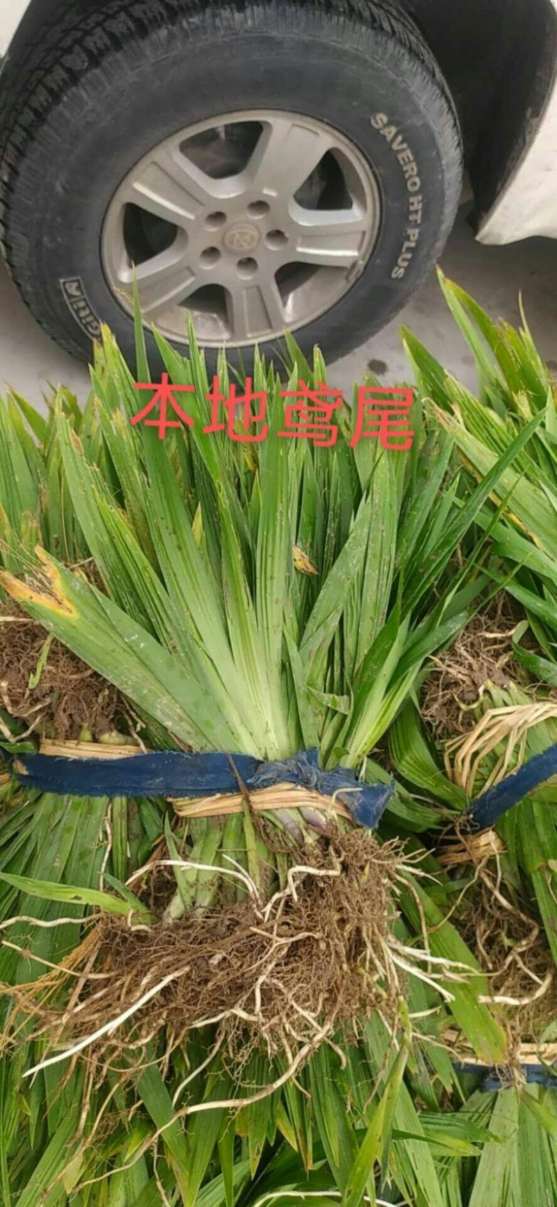 兰花鸢尾，基地直发，物美价廉，量大从优欢迎前来采购