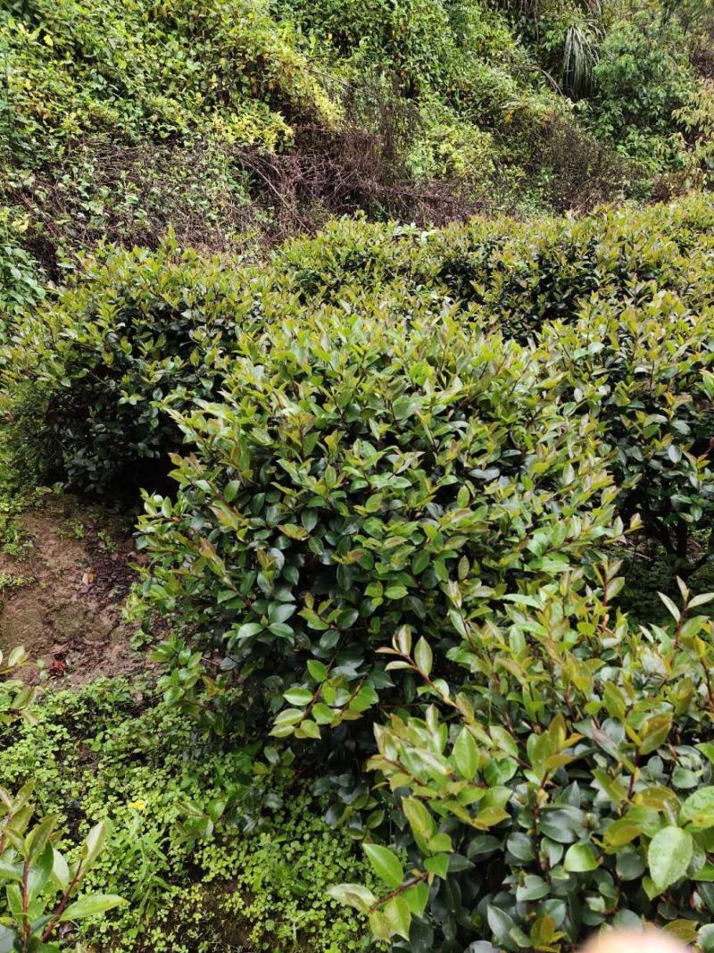 重庆巴南区茶梅基地地苗大量批发价格美丽诚信经营
