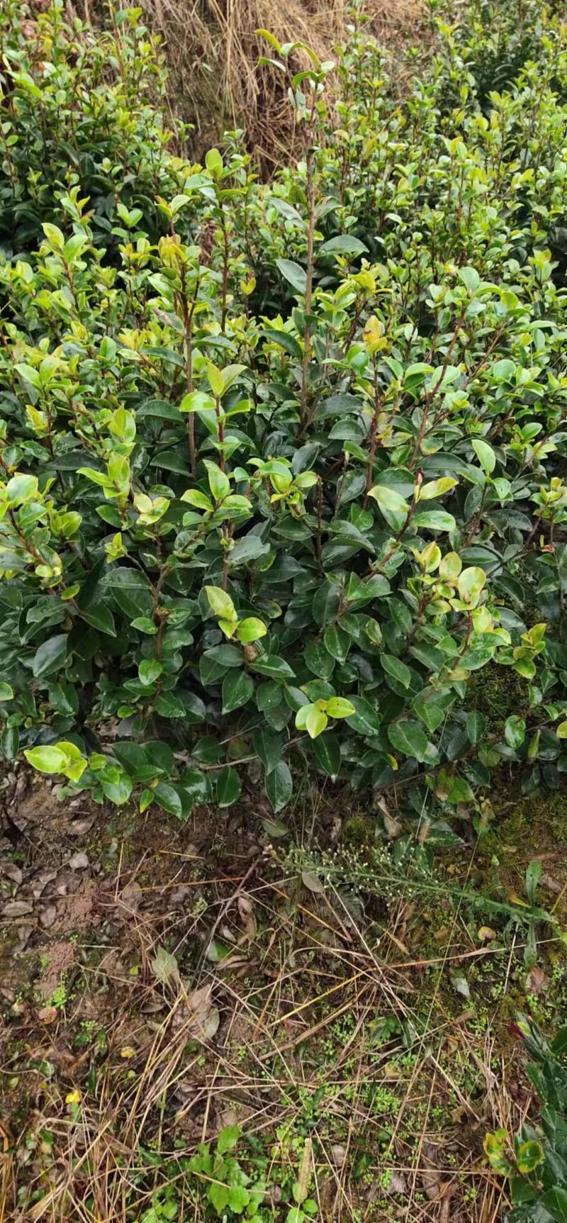 重庆巴南区茶梅基地地苗大量批发价格美丽诚信经营
