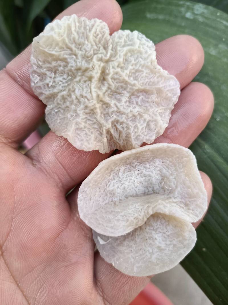 店长推荐羊肚耳种植基地直接发货干鲜沙耳珍珠菌猪肚菇竹耳菌