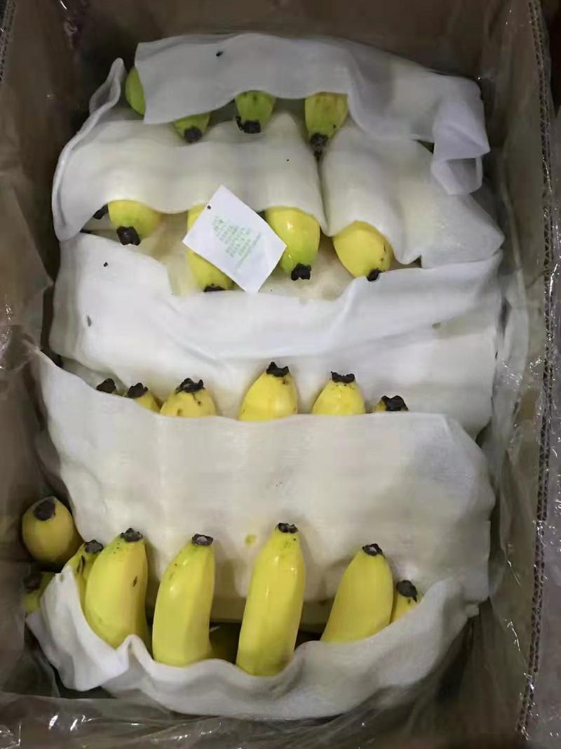 香蕉优质香蕉新鲜当季水果现砍现发原产地直供