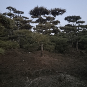 ααVcHdqNX9sn8αα@造型松景观松小镇185
