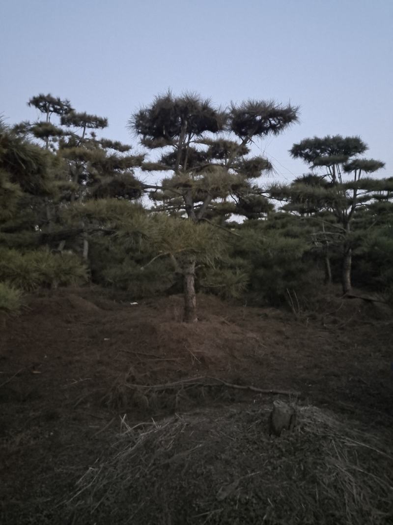 ααVcHdqNX9sn8αα@造型松景观松小镇185