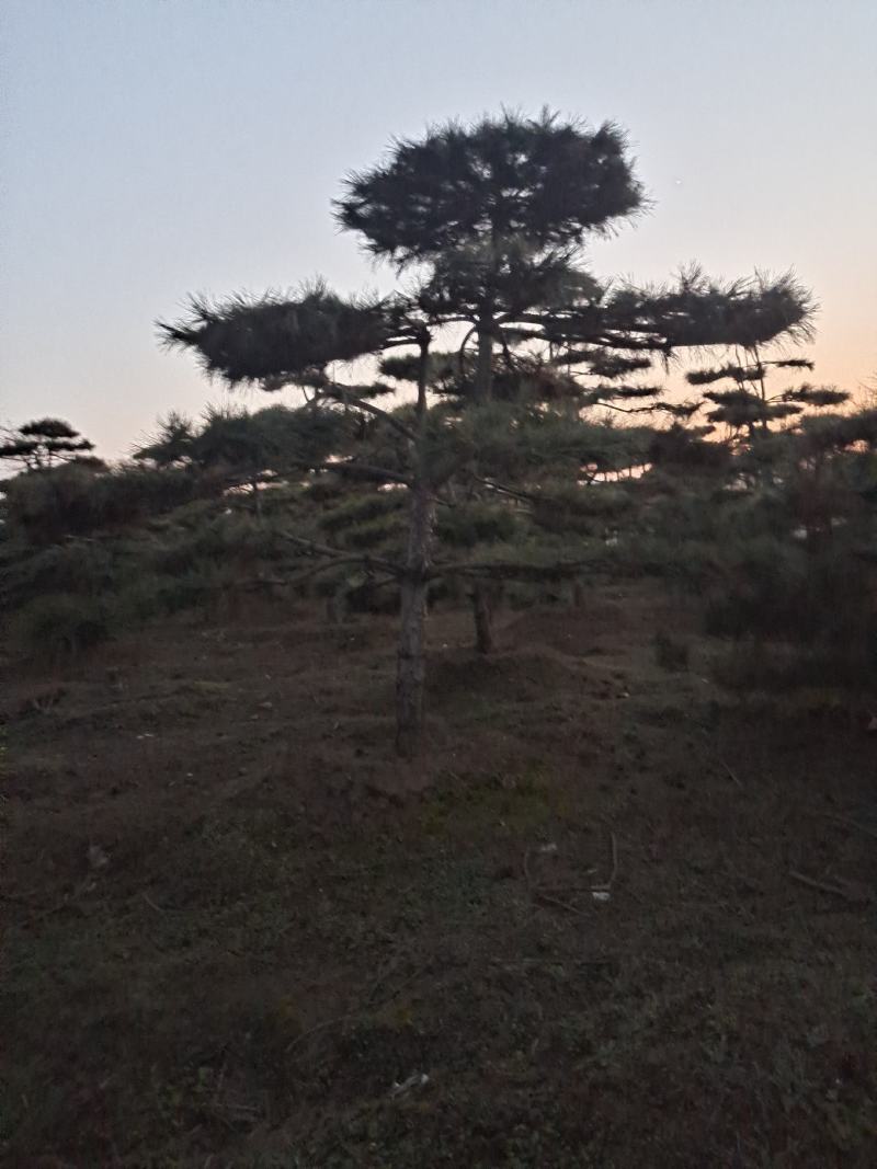 ααVcHdqNX9sn8αα@造型松景观松小镇185