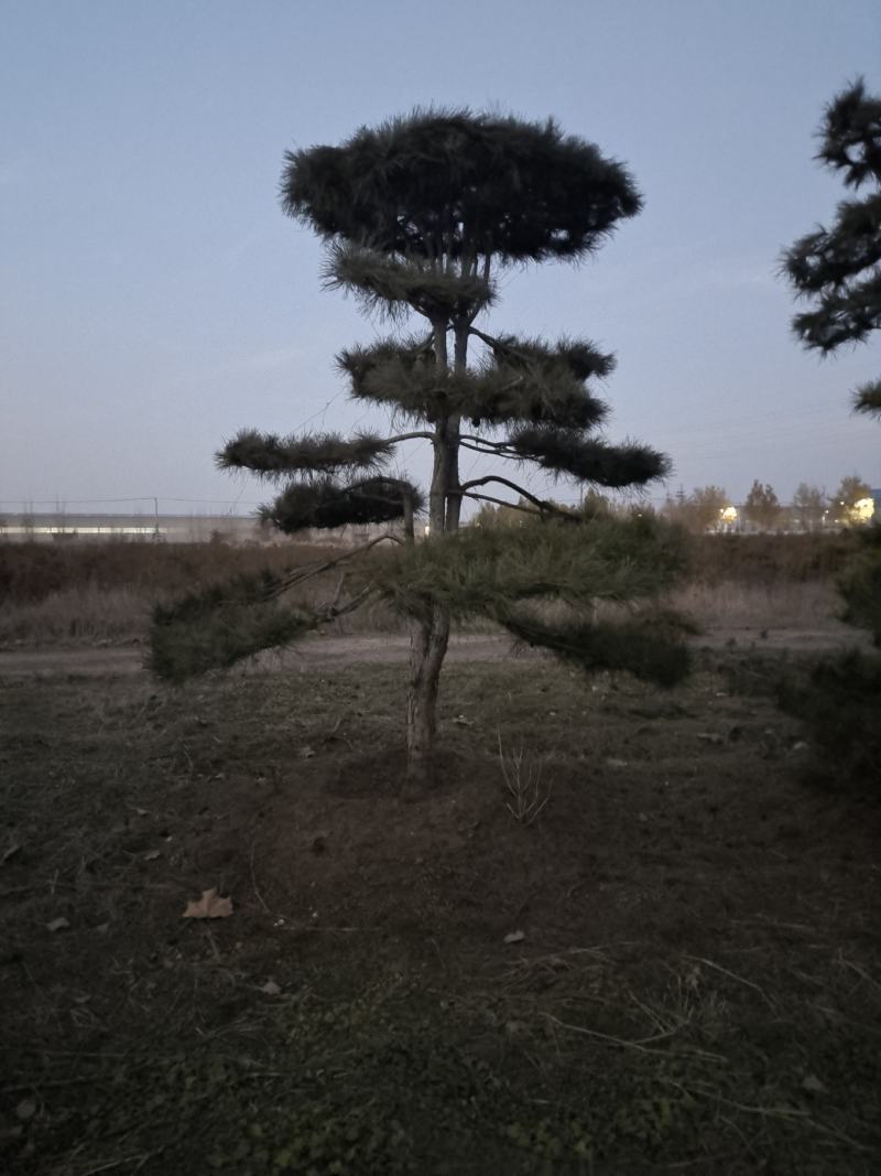 ααVcHdqNX9sn8αα@造型松景观松小镇185