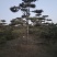 ααVcHdqNX9sn8αα@造型松景观松小镇185