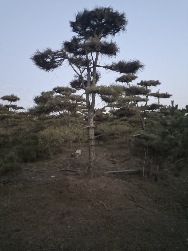 ααVcHdqNX9sn8αα@造型松景观松小镇185