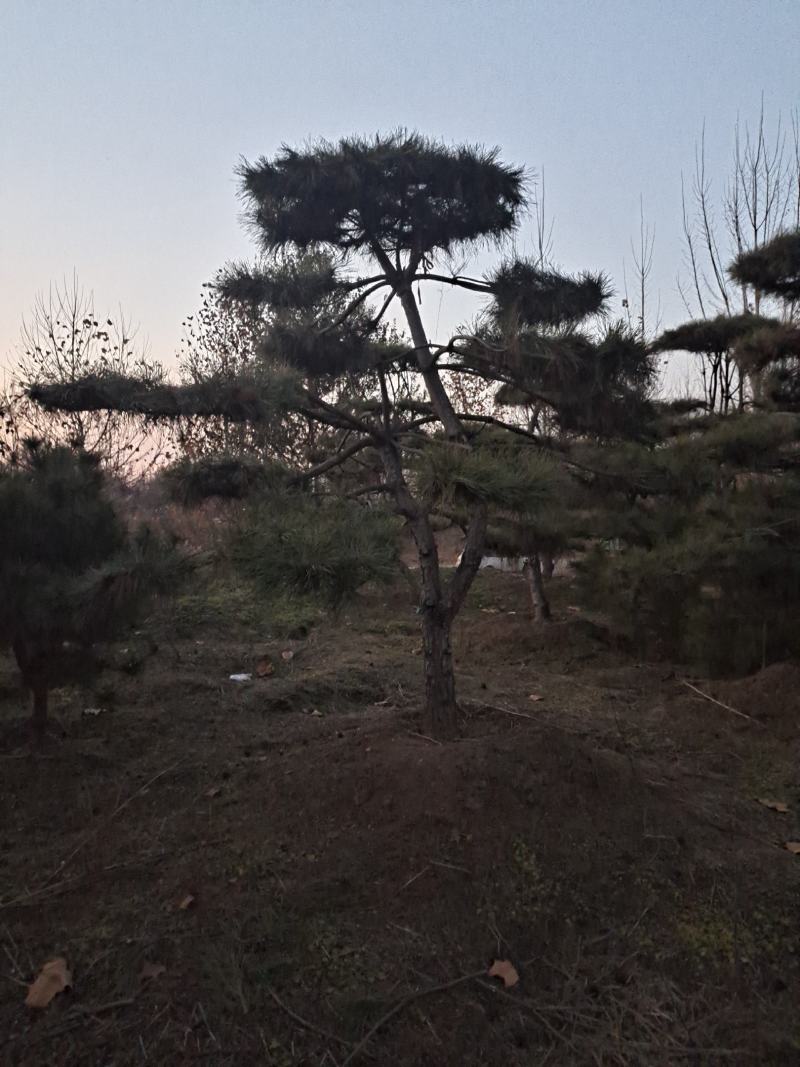 ααVcHdqNX9sn8αα@造型松景观松小镇185
