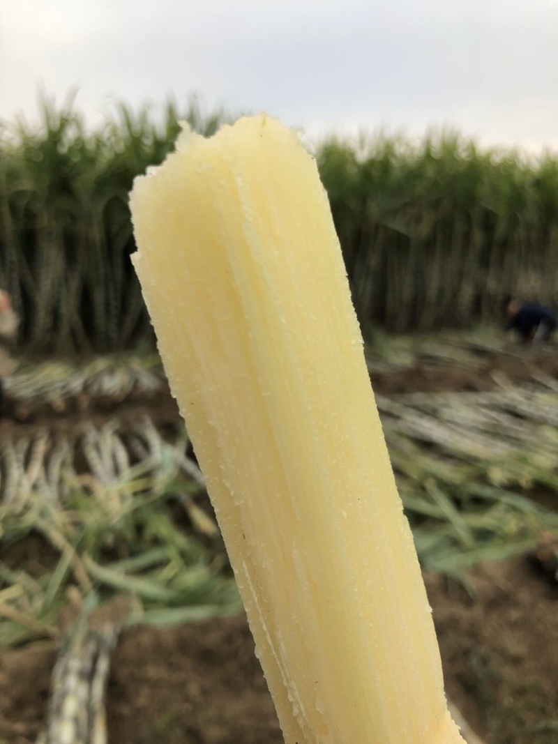 4斤陶山甘蔗青皮绿皮甘蔗孕妇新鲜水果陶山果蔗现砍现发