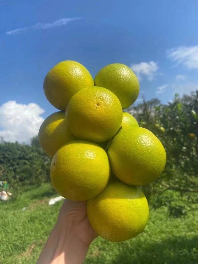 正宗澄迈富硒福橙果粒饱满皮薄多汁味美甘甜果地直发