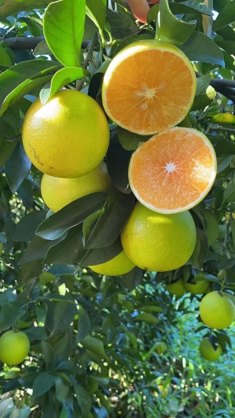 正宗澄迈富硒福橙果粒饱满皮薄多汁味美甘甜果地直发