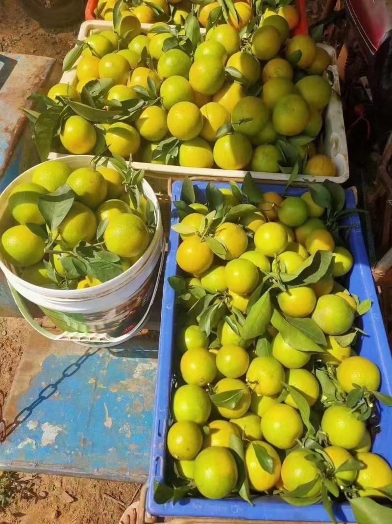 正宗澄迈富硒福橙果粒饱满皮薄多汁味美甘甜果地直发