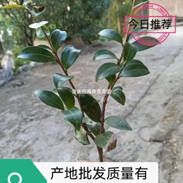 重庆巴南区茶梅基地地苗大量批发价格美丽诚信经营
