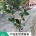 重庆巴南区茶梅基地地苗大量批发价格美丽诚信经营
