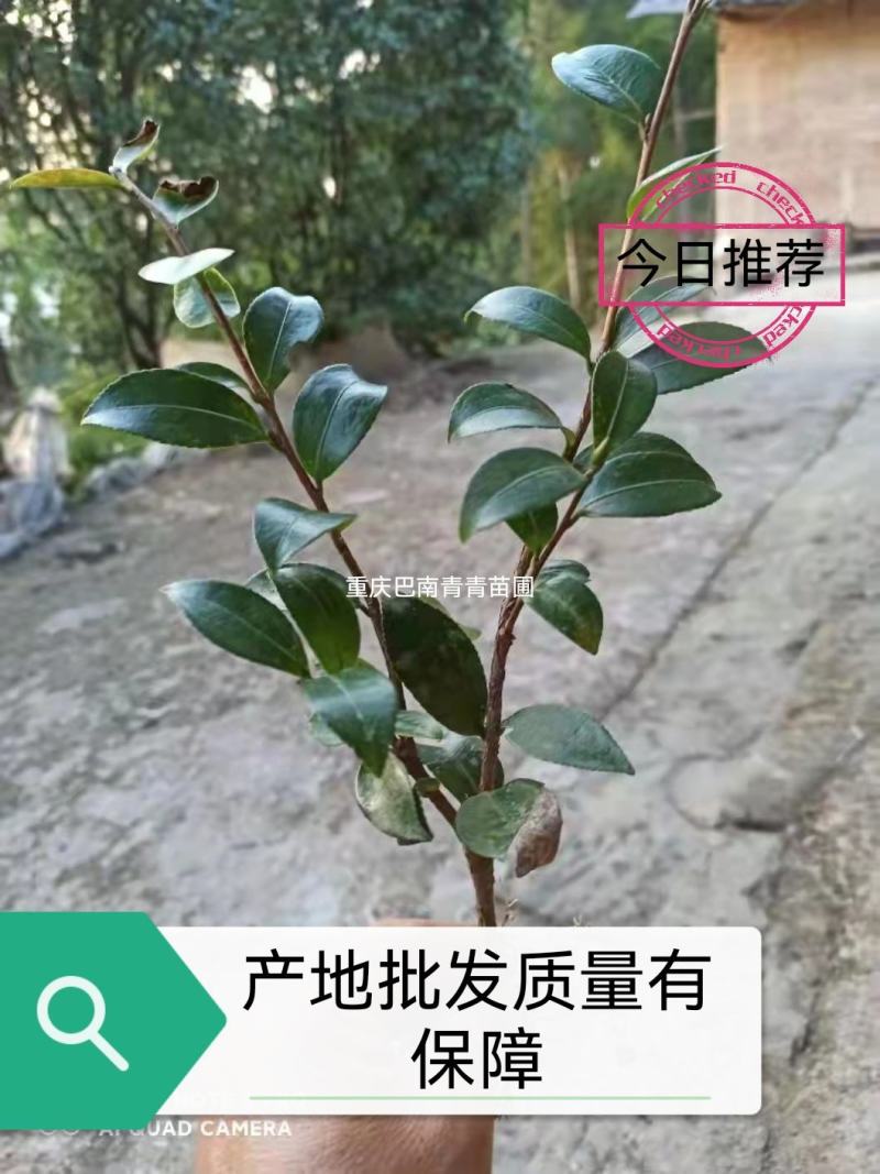 重庆巴南区茶梅基地地苗大量批发价格美丽诚信经营