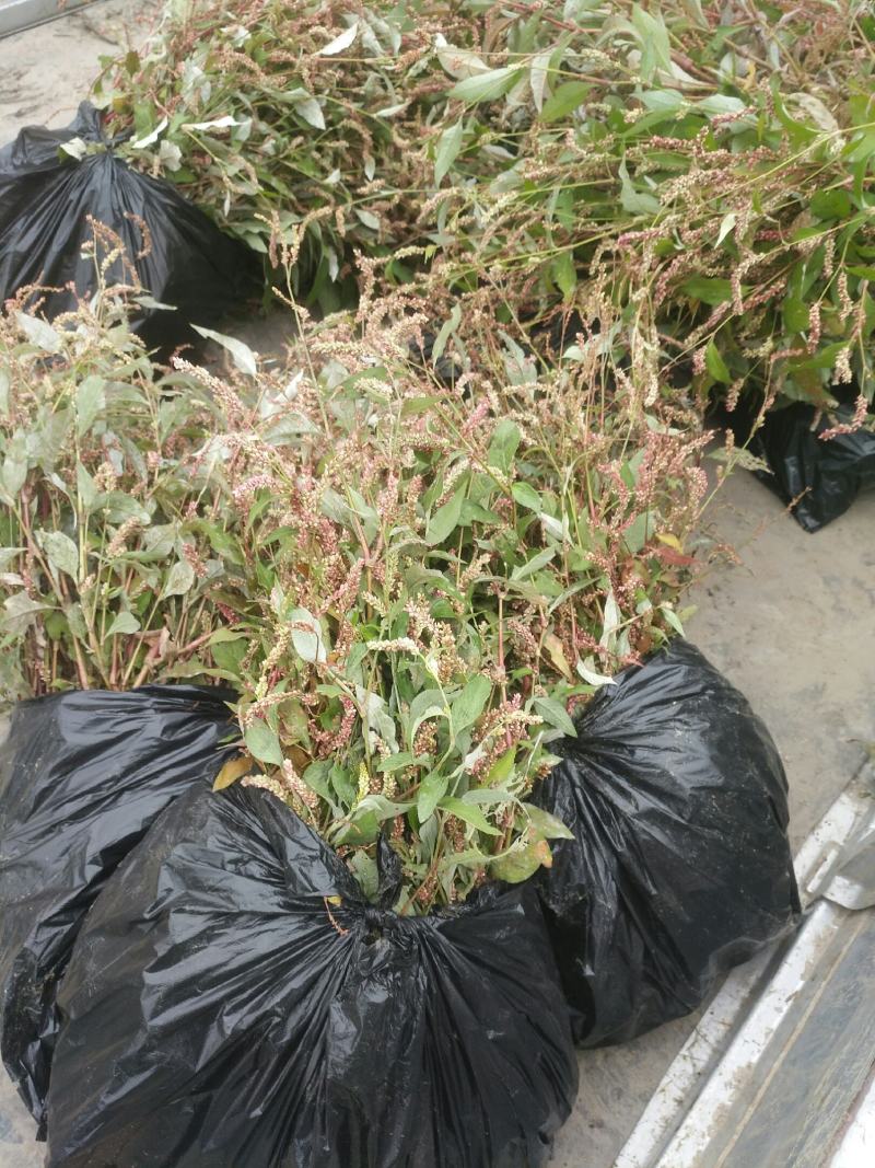红廖，(又名水廖)货源充足，价格优惠可全国发货，欢迎采购