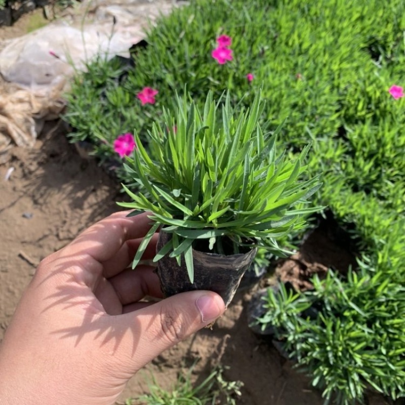 欧石竹，花期长，基地直发，大量供应100万盆
