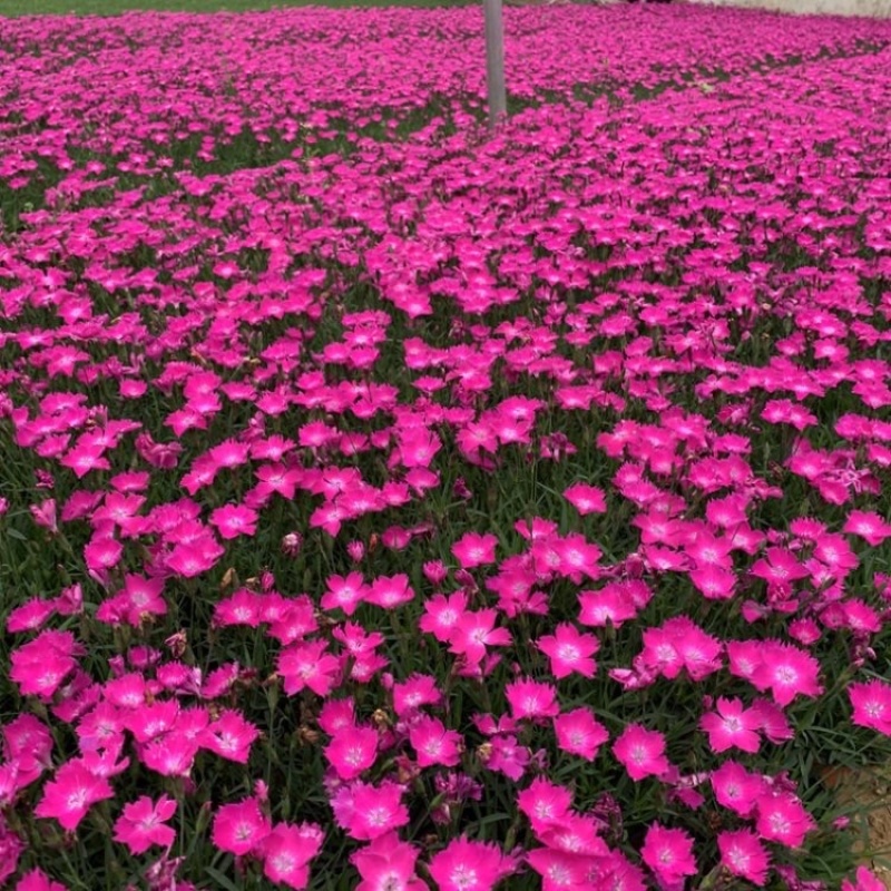 欧石竹，花期长，基地直发，大量供应100万盆