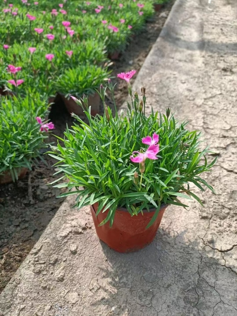 欧石竹，花期长，基地直发，大量供应100万盆