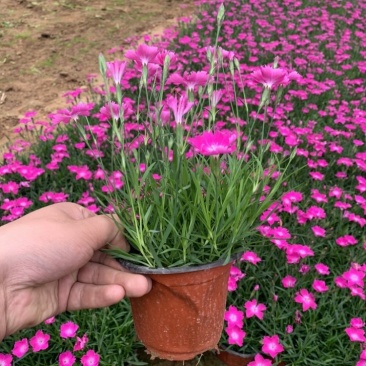 欧石竹，花期长，基地直发，大量供应100万盆