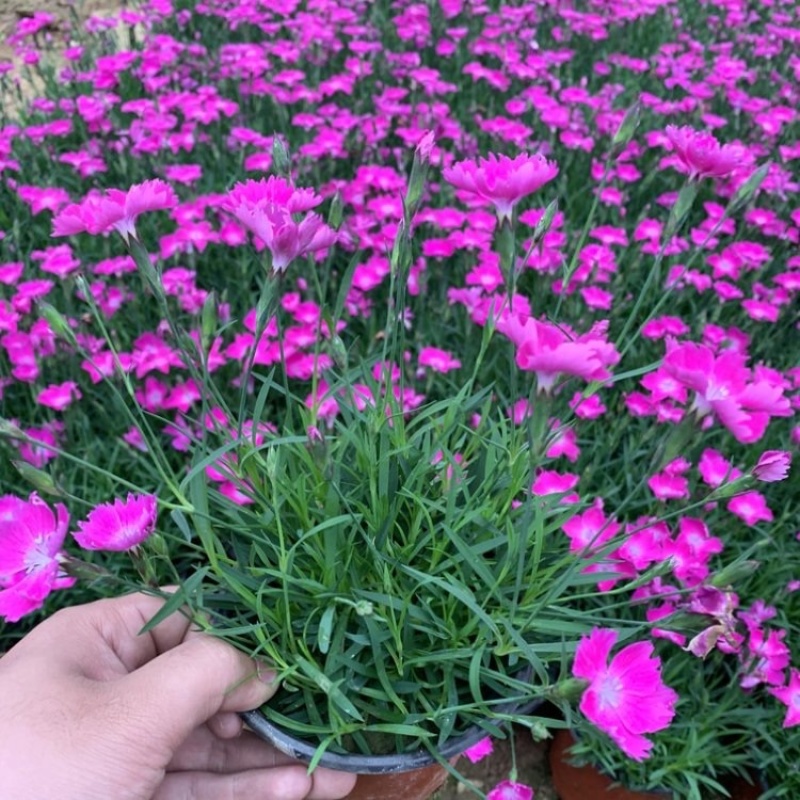 欧石竹，花期长，基地直发，大量供应100万盆