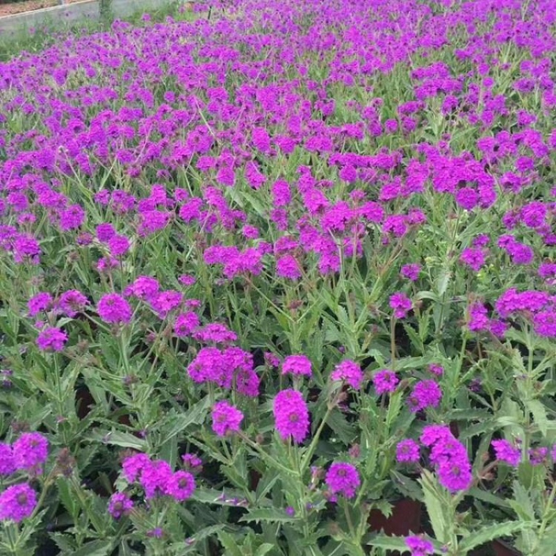 青州柳叶马鞭草基地，宿根花卉，批发价格，大量供应