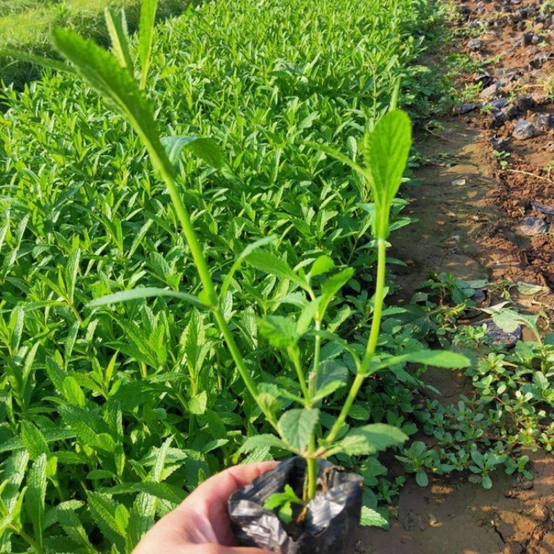 青州柳叶马鞭草基地，宿根花卉，批发价格，大量供应