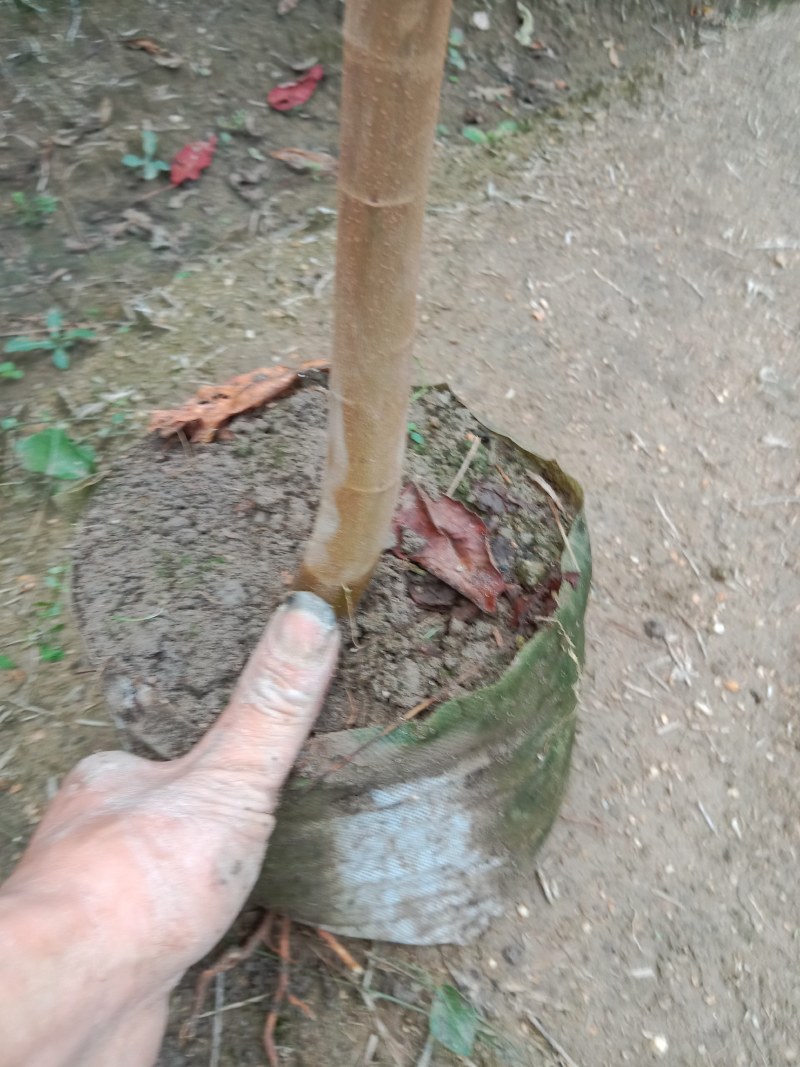 山乌桕！无纺布大袋苗