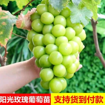 【基地优先】葡萄苗阳光玫瑰葡萄苗保纯度保成活率