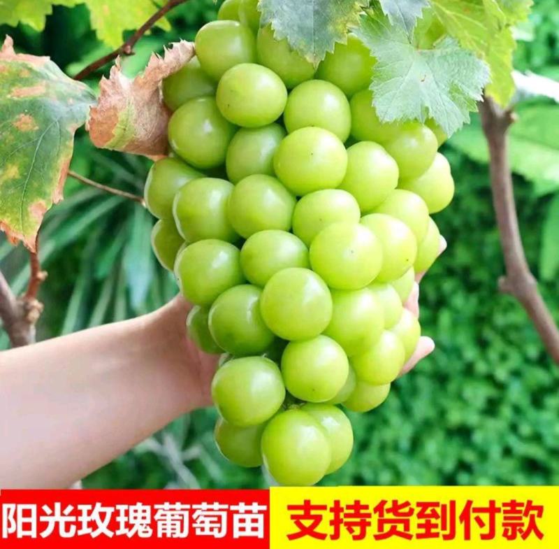 【基地优先】葡萄苗阳光玫瑰葡萄苗保纯度保成活率