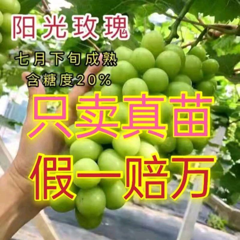 【基地优先】葡萄苗阳光玫瑰葡萄苗保纯度保成活率