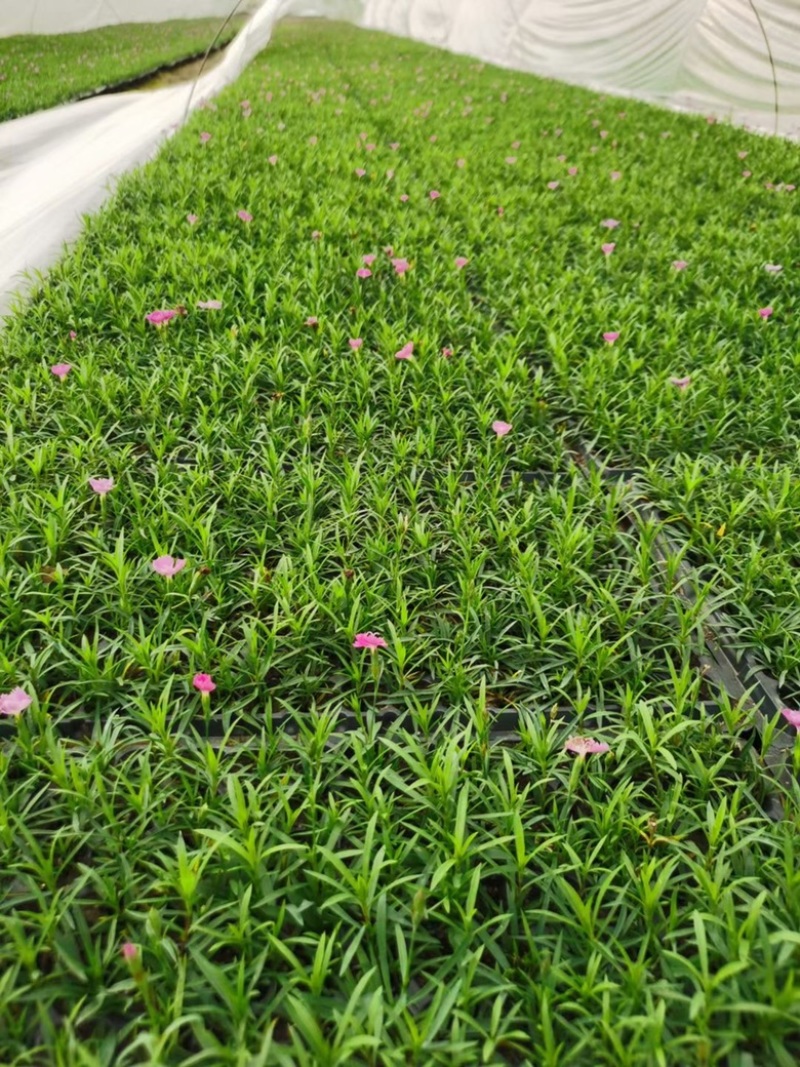 欧石竹穴盘苗，128穴，产地直发，成活率高