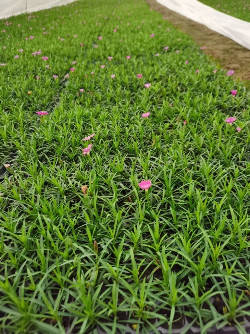 欧石竹穴盘苗，128穴，产地直发，成活率高