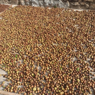 野生油茶果