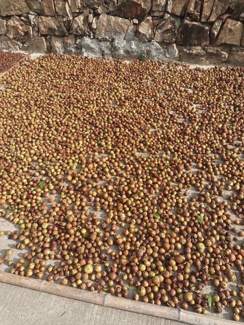 野生油茶果