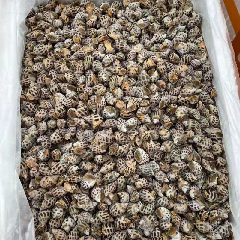 东风螺，花螺，无沙，50/50头肉质鲜美，可生腌多种做法