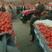 四川米易大红精品硬粉西红柿大量上市中，弧三以上货源充足
