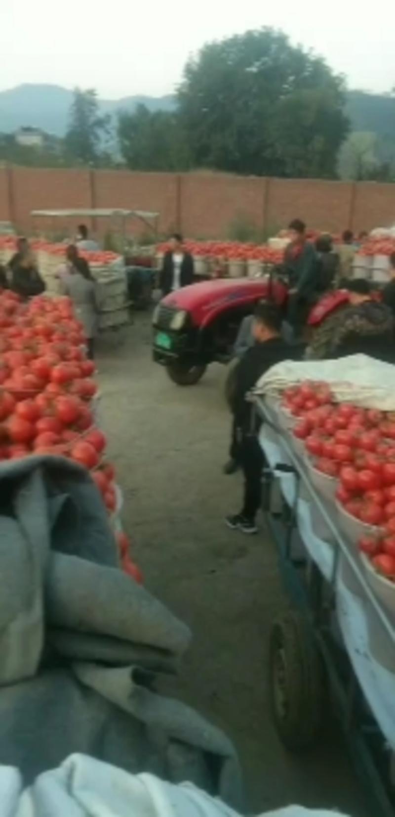 四川米易大红精品硬粉西红柿大量上市中，弧三以上货源充足