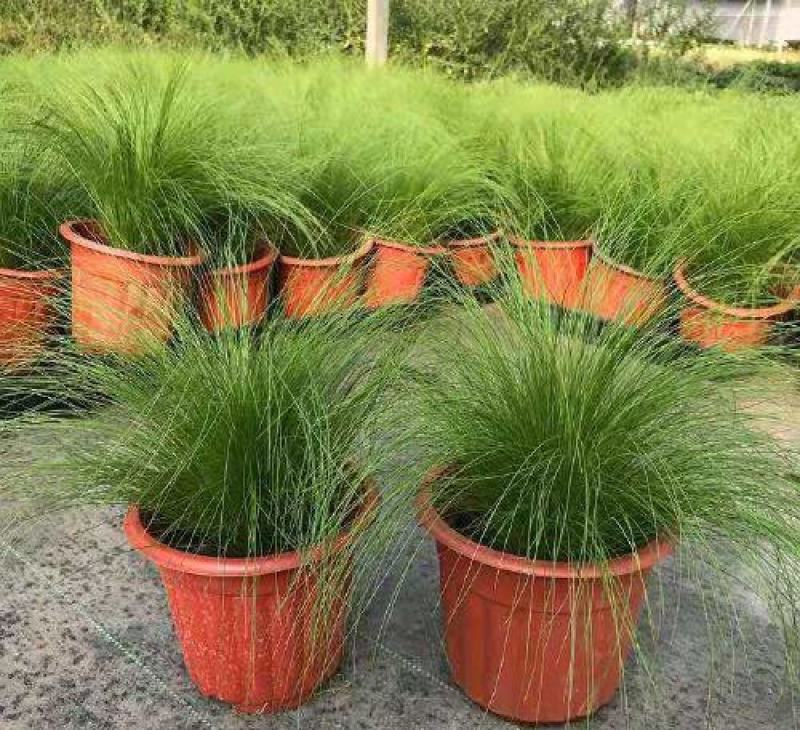 冷季墨西哥羽毛草庭院稀有花卉多年生观赏草种子奇花异草