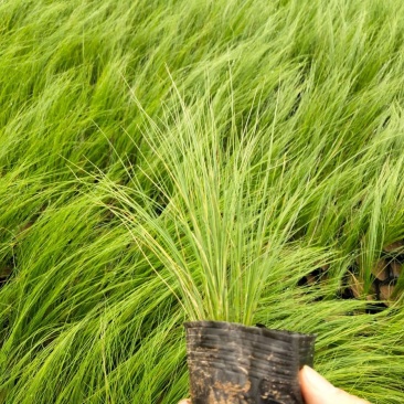 冷季墨西哥羽毛草庭院稀有花卉多年生观赏草种子奇花异草