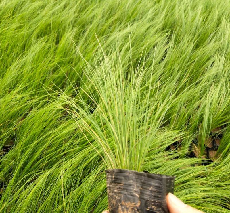 冷季墨西哥羽毛草庭院稀有花卉多年生观赏草种子奇花异草