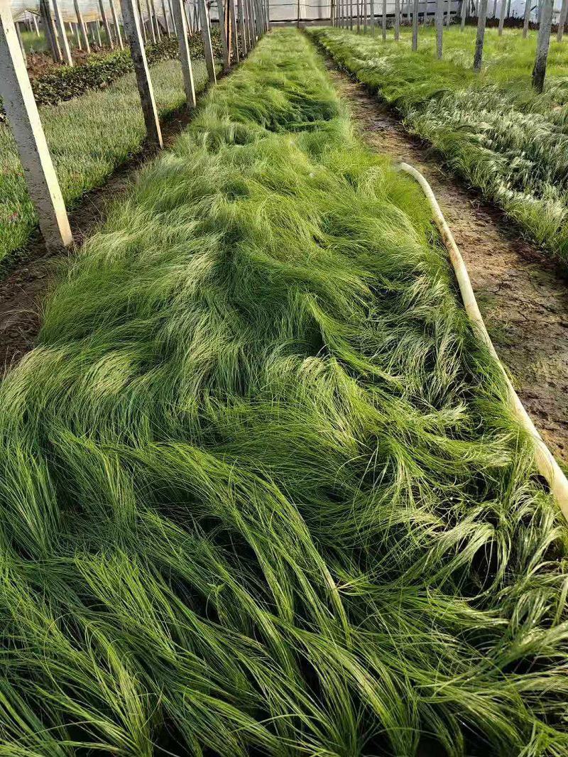 冷季墨西哥羽毛草庭院稀有花卉多年生观赏草种子奇花异草