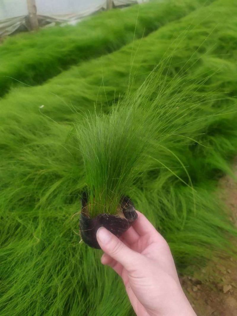 冷季墨西哥羽毛草庭院稀有花卉多年生观赏草种子奇花异草