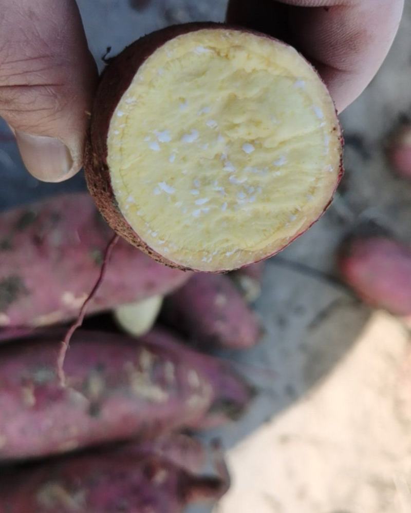 山东佳盈薯业大量销售济薯26加工厂薯市场货量大从优